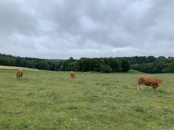 Vue sur la forêt domaniale du Trait-Maulévrier depuis le chemin vers le Croquet.