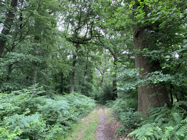 C'est toujours un grand plaisir de parcourir la forêt domaniale du Trait-Maulévrier. Nous nous dirigeons vers le Val des Charettes.