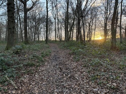 Nous arrivons au sommet du massif forestier en même temps que le soleil.