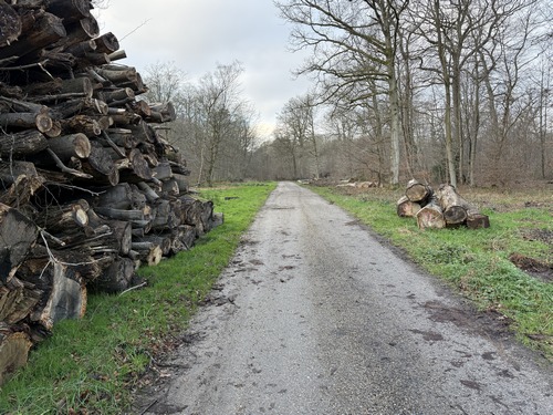 Nous tournons vers l'ouest, et suivons maintenant la voie forestière de Caudebecquet. Il est tout à fait possible de prolonger ce circuit en allant jusqu'au val des Noyers et faire ainsi une boucle d'une quinzaine de kilomètres (cf album répertoire 2014)