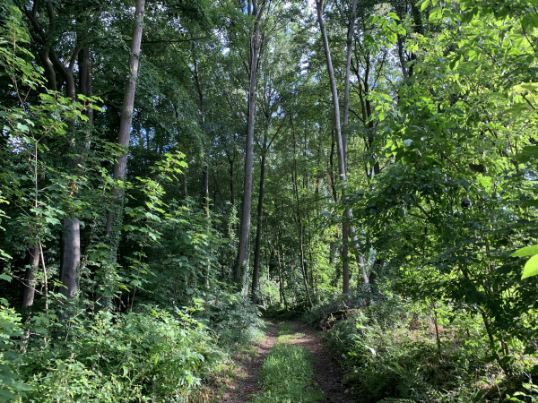 Nous descendons dans le vallon boisé, au pied du Mont Auger.