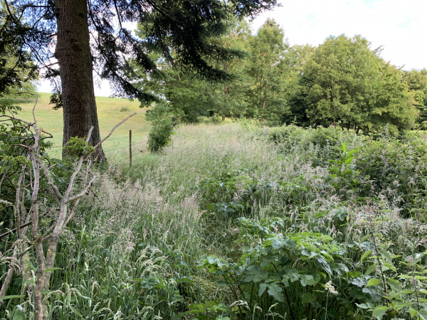 Le chemin qui monte vers la ferme de Neufmesnil n'est pas entretenu. Ce sont de grandes graminées et quelques orties au milieu desquelles une coulée montre que nous ne sommes pas les premiers à passer ici depuis le début du printemps. La montée n'est pas difficile, mais nos pantalons sont trempés. A noter : ce chemin porte les balises de deux circuits officiels. Nous sommes donc peut-être passés peu de temps avant l'entretien annuel...