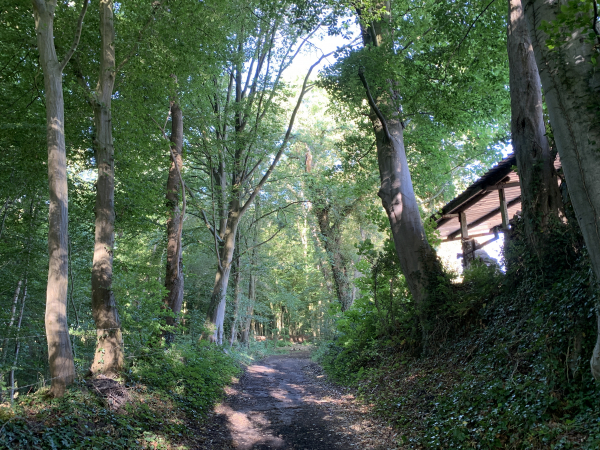 Nous suivons maintenant le chemin du Mont Rôti en lisière de bois.