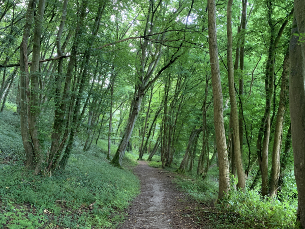 Nous traversons le bois pour monter sur le plateau d'Ecalles-Alix.