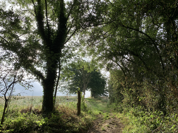 Nous arrivons sur le plateau. Nous allons quitter le bois pour suivre l'impasse qui conduit jusqu'au château Beauvoir.
