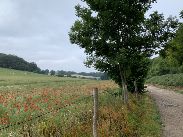 Nous suivons maintenant le Chemin des Fonds de Saint Clair.