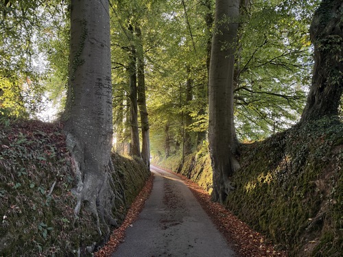 Rue de Mézerville entre les talus et hêtres d'anciens clos-masures.
