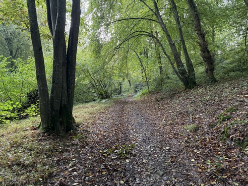 Montée dans le bois en direction d'Écalles-Alix.