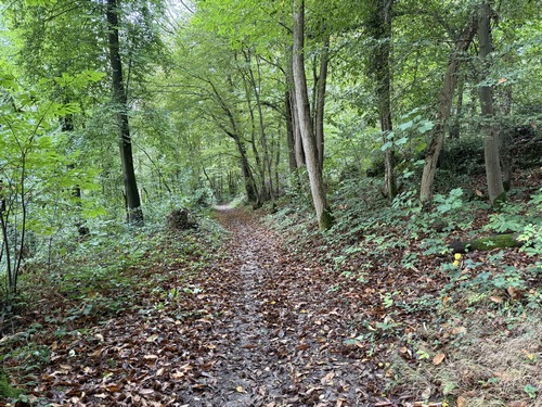 Descente dans le bois de Côte Bailleul.