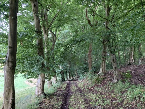 Le chemin s'enfonce dans le bois au fur et à mesure de la descente.