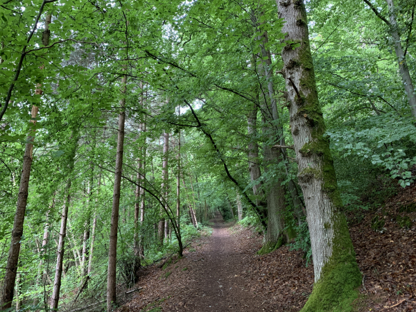 Nous suivons le chemin qui monte dans le bois jusqu'au château de Beauvoir.