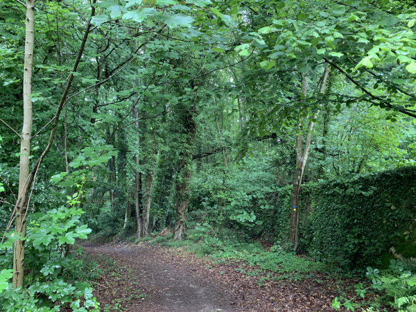 Notre chemin suit le mur du parc du château et descend dans le bois de Côte Bailleul.