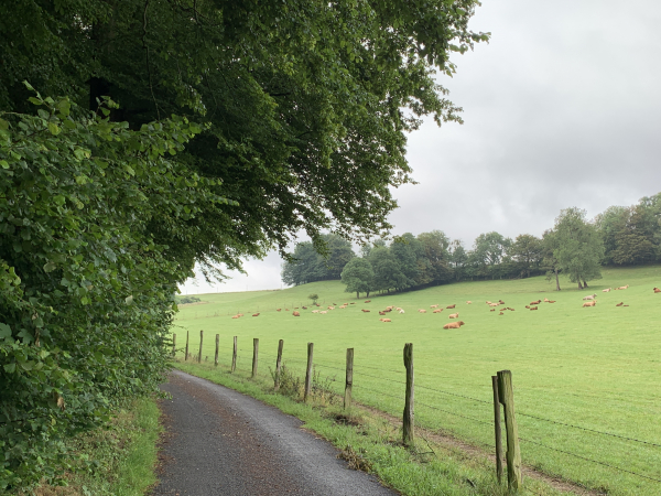 Chemin de la Belgique, le château de la Poucheterie est au sommet de la colline à notre gauche, caché par le bois.