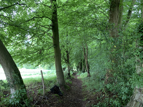 Le chemin descend jusqu'à la petite route des Ecuries, que nous suivrons jusqu'à Mont-de-l'If.