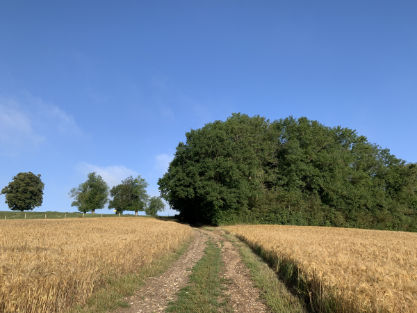 Nous sortons de Blainville-Crevon par le Chemin du Beau Soleil sur le GR25.