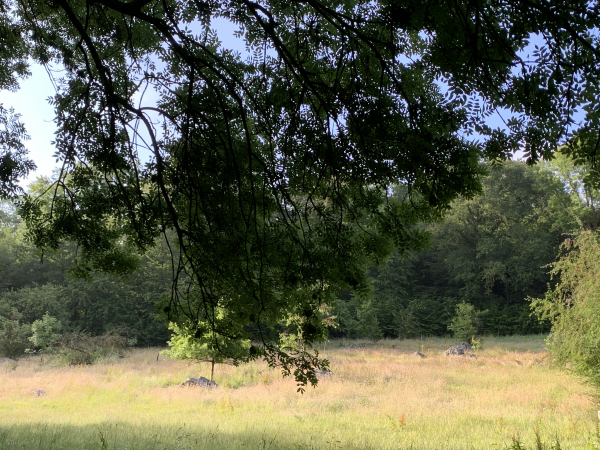 Après Houlmesnil, nous suivons le Chemin du Bois des Pierres, ainsi nommé en raison d'un chaos de poudingues, vestige de l'ère glacière. On voit mieux ces grosses pierres parsemées dans le champ sur les photos de l'album de la rando.
