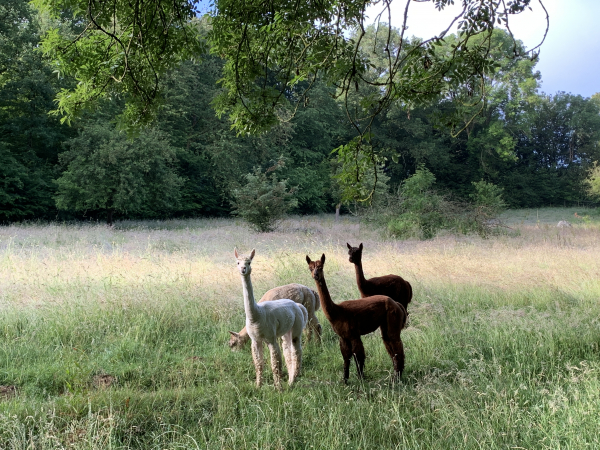 Quelques lamas en lisière du Bois des Pierres.