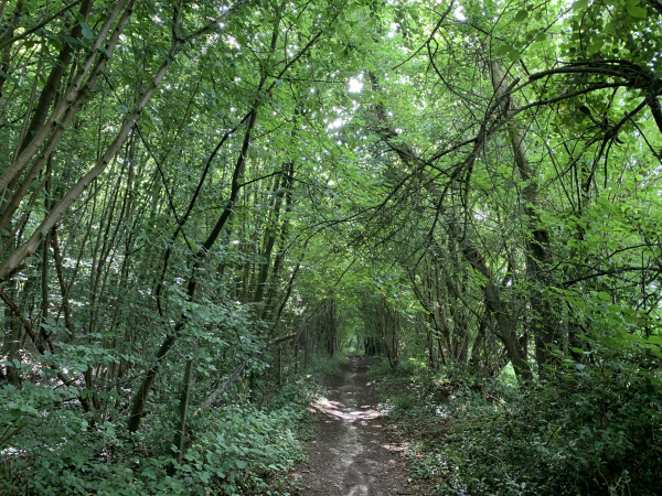 Nous avons quitté le GR25 devant la tour, et nous suivons l'ancienne route du chasse-marée jusqu'à la D90.