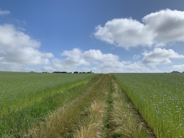 Nous traversons la plaine entre Bierville et Longuerue au milieu des Champs de lin en fleur. La photo donne une fausse impression de chemin envahi par les hautes herbes, en réalité c'est un chemin très agréable.