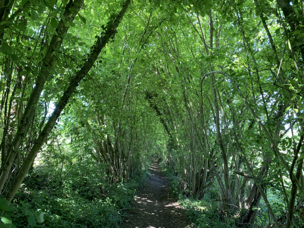 Notre chemin descend dans un couloir de verdure, un tunnel par endroits, entre les champs.