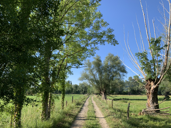 Les marais de Jumièges au Trou des Hogues.