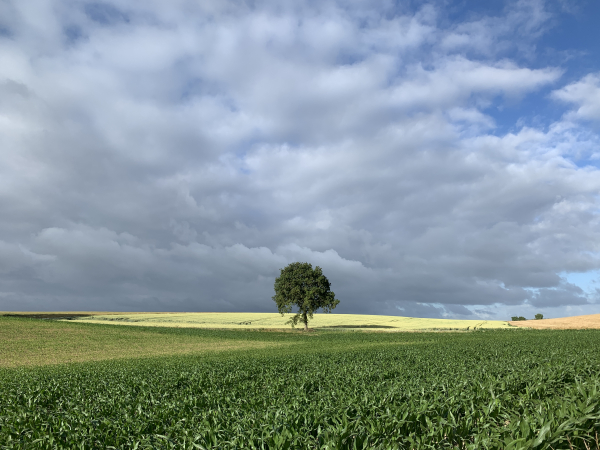 La D240 traverse la plaine agricole d'Ecretteville.