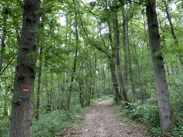 Dans le Bois Hébert, nous suivons les GR211 et GR211C.
