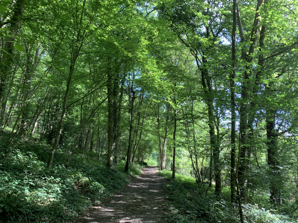Encore un superbe chemin, nous sommes ici dans le Bois du Parc. Nous sommes aux pieds de la motte du Bois du Parc. Les fouilles archéologiques y ont montré les vestiges d'un camp fortifié romain.