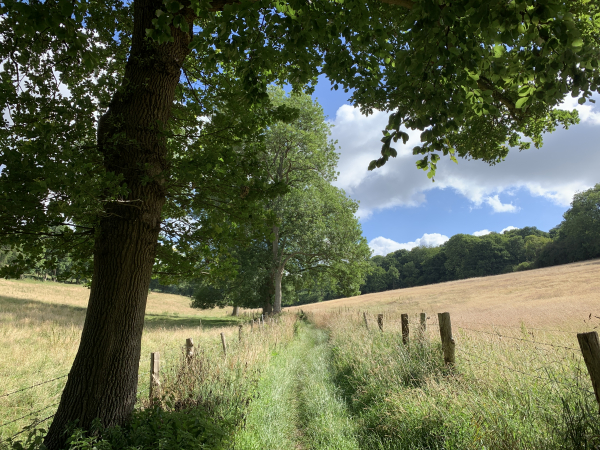 Nous voilà dans le vallon de Fontaineval. Nous allons suivre ce sympathique chemin jusqu'au Bois Brilly en face de nous, puis jusqu'à la montée vers Touffreville-la-Cable.