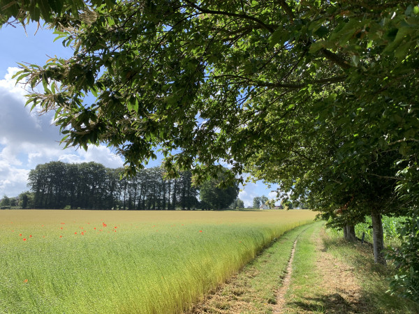 Nous arrivons sur le plateau agricole de Touffreville-la-Cable. Nous marchons ici le long des champs de lin.