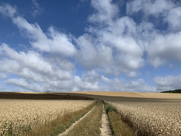 Nous montons sur ce coteau doré pour rejoindre le chemin de crête.