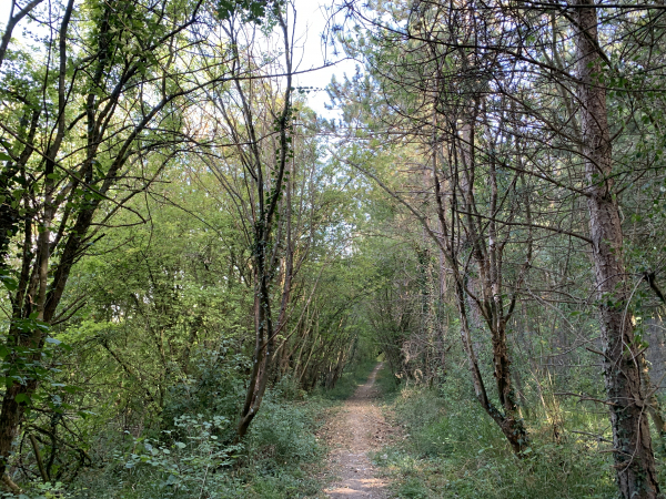 Nous traversons le Bois de Baquet sur ce chemin en direction du Bosc-Roger.