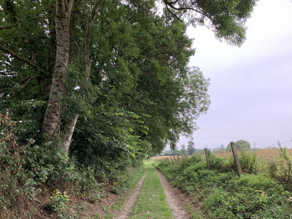A quelques mètres de notre départ, nous sommes déjà sur les chemins. Celui-ci prolonge l'Allée de l'église.