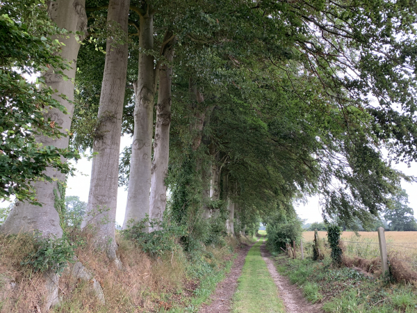 A notre gauche, un exemple de talus planté de hêtres, constituant les fameux clos-masures du Pays-de-Caux. Les clos-masures étaient parfois plantés de chênes ou plus rarement d'ormes.
