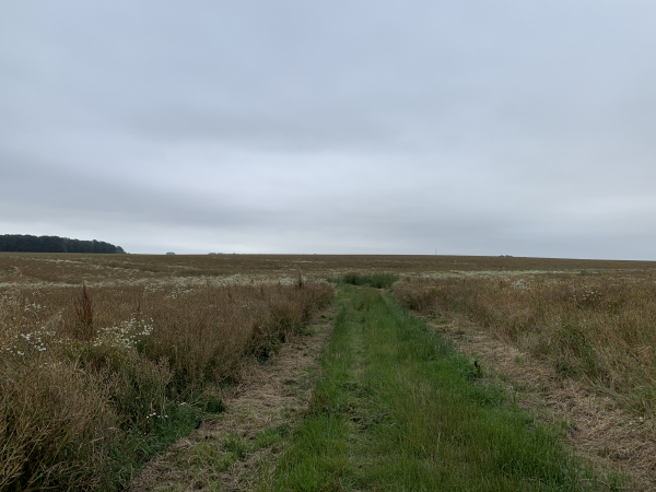 Voici un nouveau chemin en direction de Houdetot, entre les champs de colza.