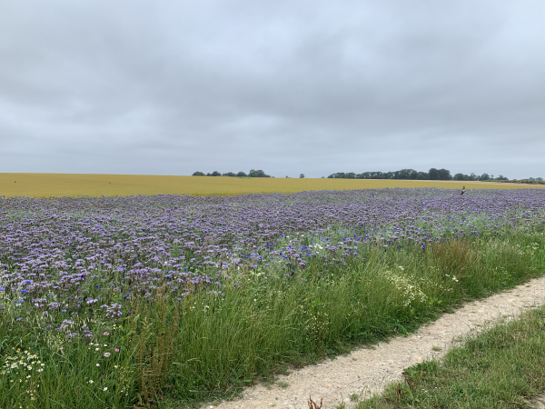 Nous longeons un champ de phacélies. Ses fleurs attirent de nombreux insectes amateurs de pucerons et protègent donc les cultures voisines. C'est aussi une plante méllifère, et en plus, en automne, elle constitue un excellent engrais vert !