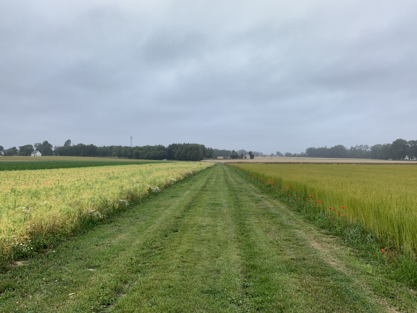 Dernier chemin avant le retour. A droite, le lin attend l'arrachage.