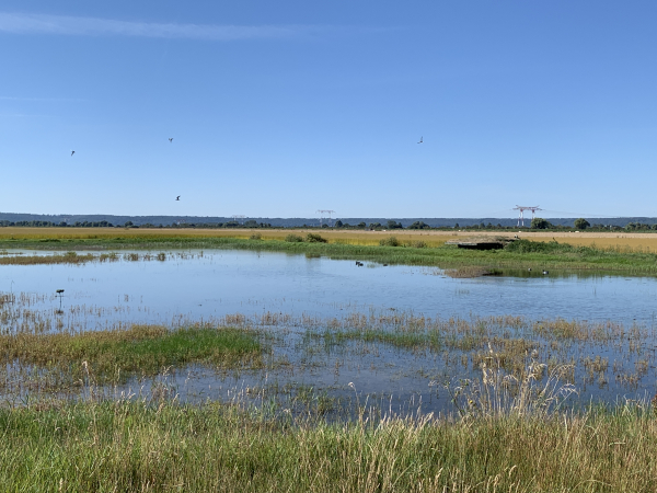A notre droite, plusieurs mares sont aménagées pour la chasse. On aperçoit sur la droite un gabion, abri fixe semi enterré et camouflé. Les canards devant le gabion sont des leurres.