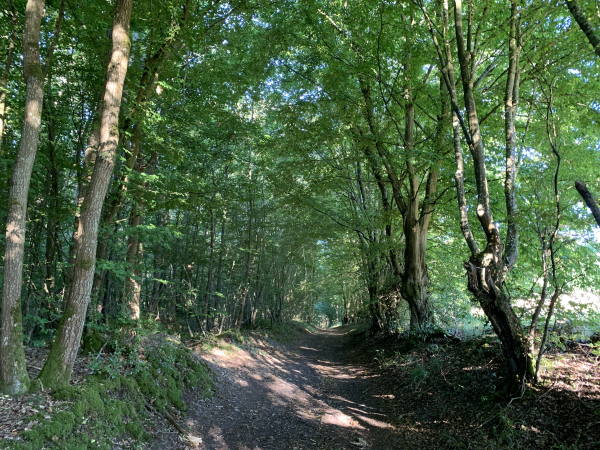 Rapidement nous arrivons sur les chemins, boisés dans la montée et champêtres sur le plateau.