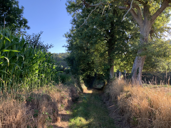 Nous descendons vers la lisière de la forêt, nous entrerons dans les bois non loin de la maison forestière de la Petite Houssaye.