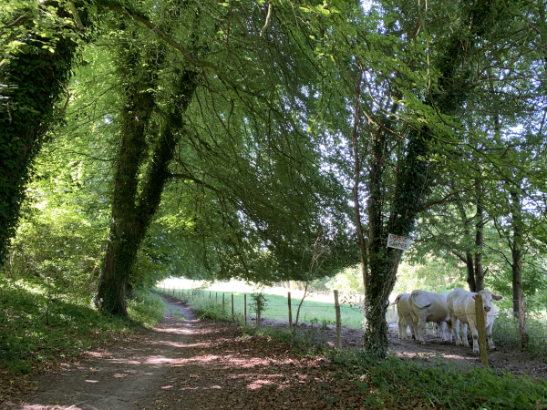Charmant chemin en lisière du Bois de la Porte Noire et au-dessus de la Scie, idéal pour un pique-nique...