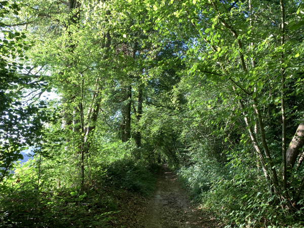 Plusieurs passages sont boisés, comme ici à la Ravine.