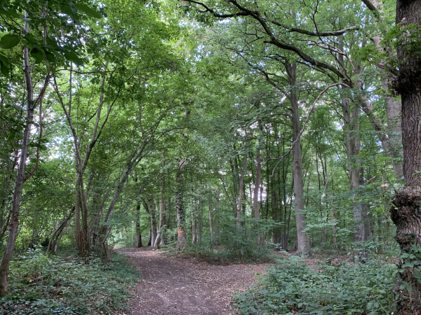 Bois à Ordemare, nous faisons une pose avant de rejoindre la D3.