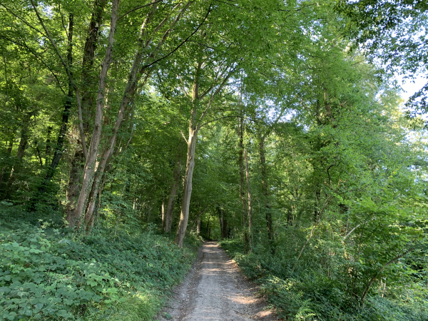 Nous montons dans le bois du Mont Landrin.