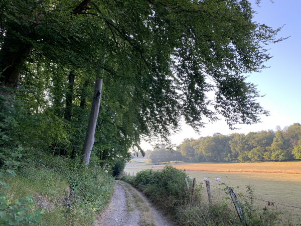 Nous quittons Montville par le chemin qui longe le bois de St-Amand puis entre dans le bois St-Maurice.