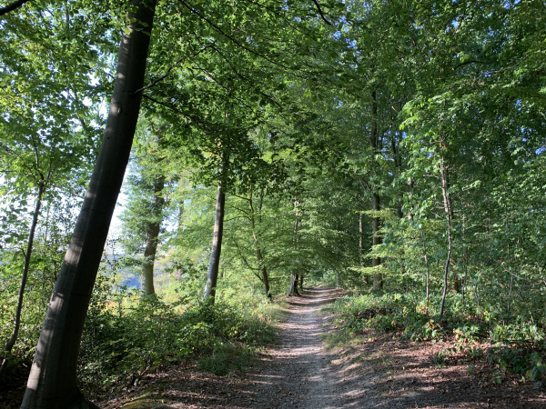 Après Houppeville, nous entrons en forêt domaniale Verte. Nous suivons le chemin qui descend vers les Longs Vallons. Nous abandonnons provisoirement le GR210 qui descend une pente abrupte et caillouteuse vers la D66, puis remonte inutilement sur le plateau du Grand Canton.