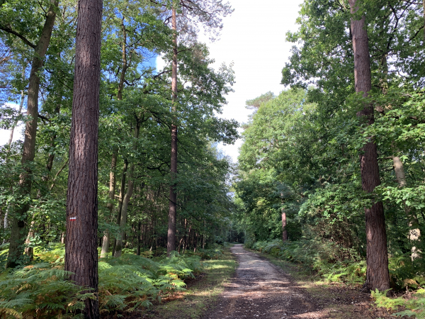 Forêt Départementale du Bois des Pères.