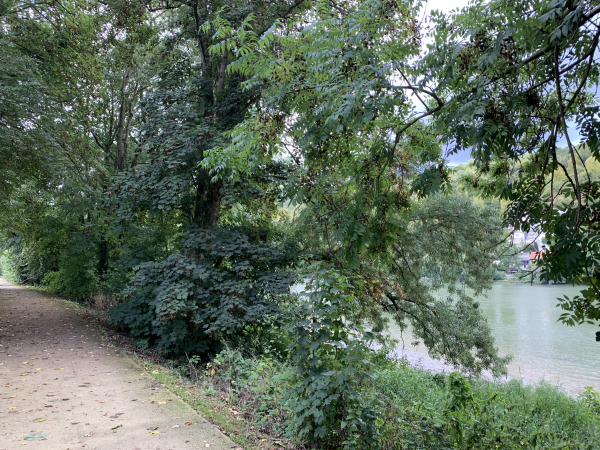 A St-Aubin-les-Elbeuf, nous longeons la Seine jusqu'au Pont Guynemer.