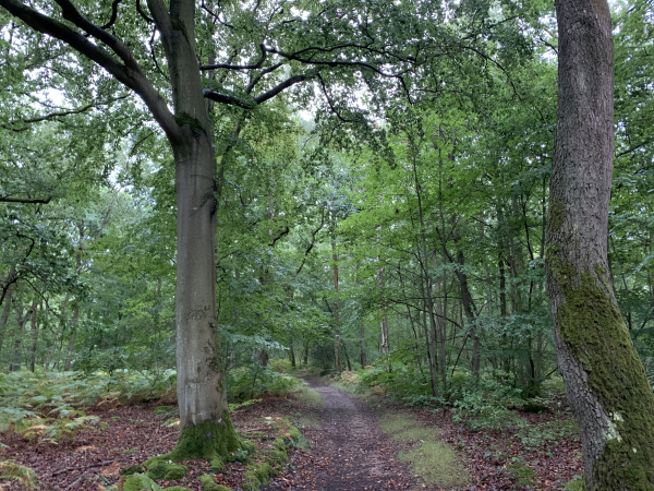 Nous quittons Elbeuf par le Parc Saint-Cyr et la forêt domaniale de La Londe - Rouvray.