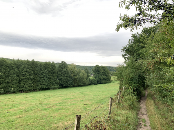 Entre St-Cyr-la-Campagne et La Haye-Malherbe, nous allons suivre une succession de délicieux chemins entre bois et prés. Aucun balisage autre que celui de Compostelle : il va falloir trouver le moyen d'utiliser ces chemins pour des boucles de randonnées !